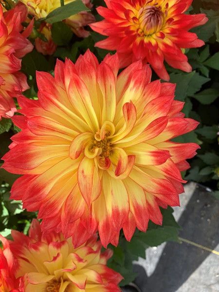 Dahlia - Fun Flame 1 gal