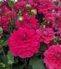 Dahlia - Raspberry 1 gal