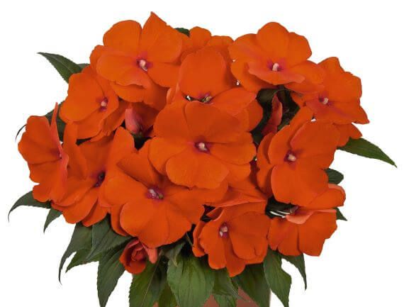 Impatiens New Guinea Magnum Orange 1 gal
