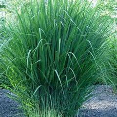 Blue Switch Grass &#39;Northwind&#39; 2 gal