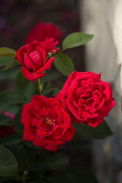 Rose &#39;Kashmir&#39; 2 gal EE (Red)