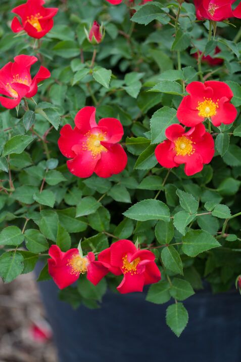 Rose - Easy Elegance &#39;Screaming Neon Red&#39; 2 gal