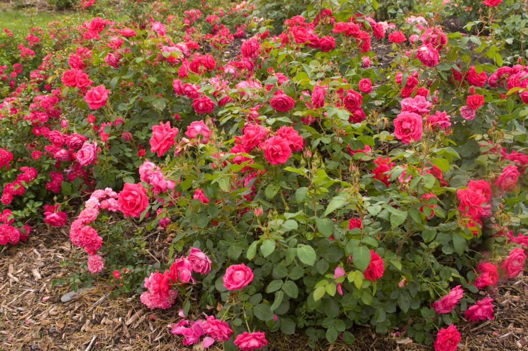 Rose - Easy Elegance &#39;My Girl&#39; 2 gal (pink)
