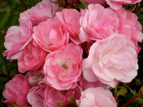 Rose - Easy Elegance &#39;Pinktopia&#39; 2 gal
