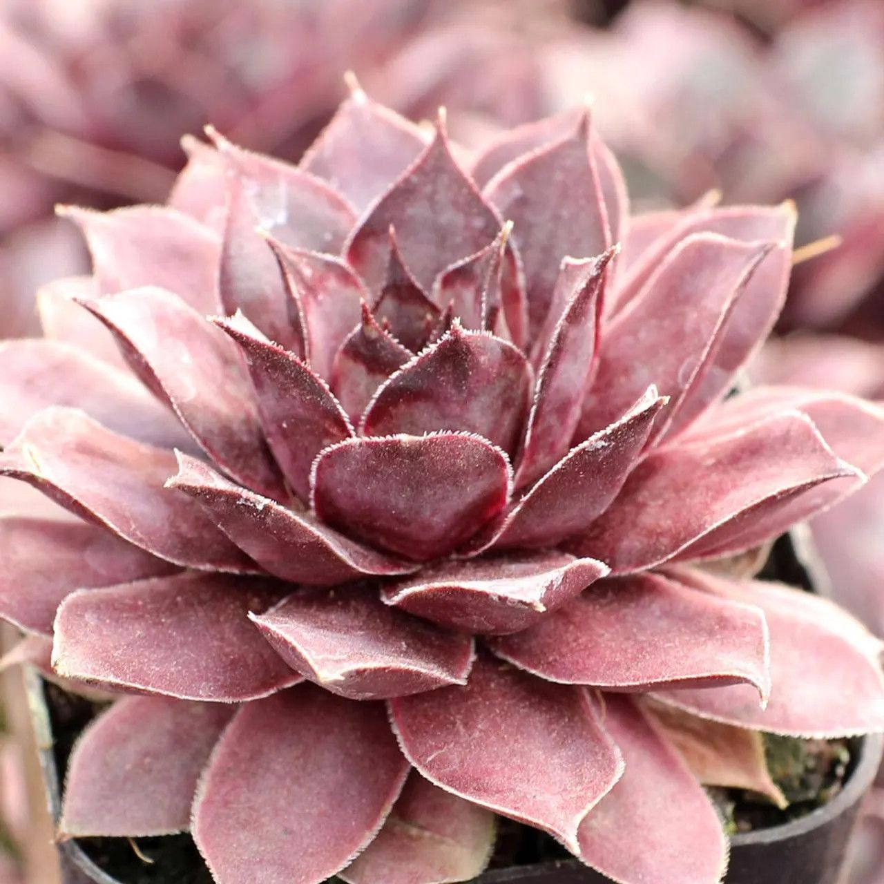 Sempervivum Chick Charms &#39;Grape Galaxy&#39; 1 qt