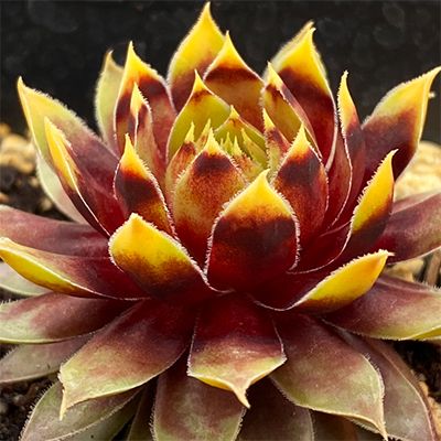 Hens and Chicks - Sempervivum Gold Rush 1 qt