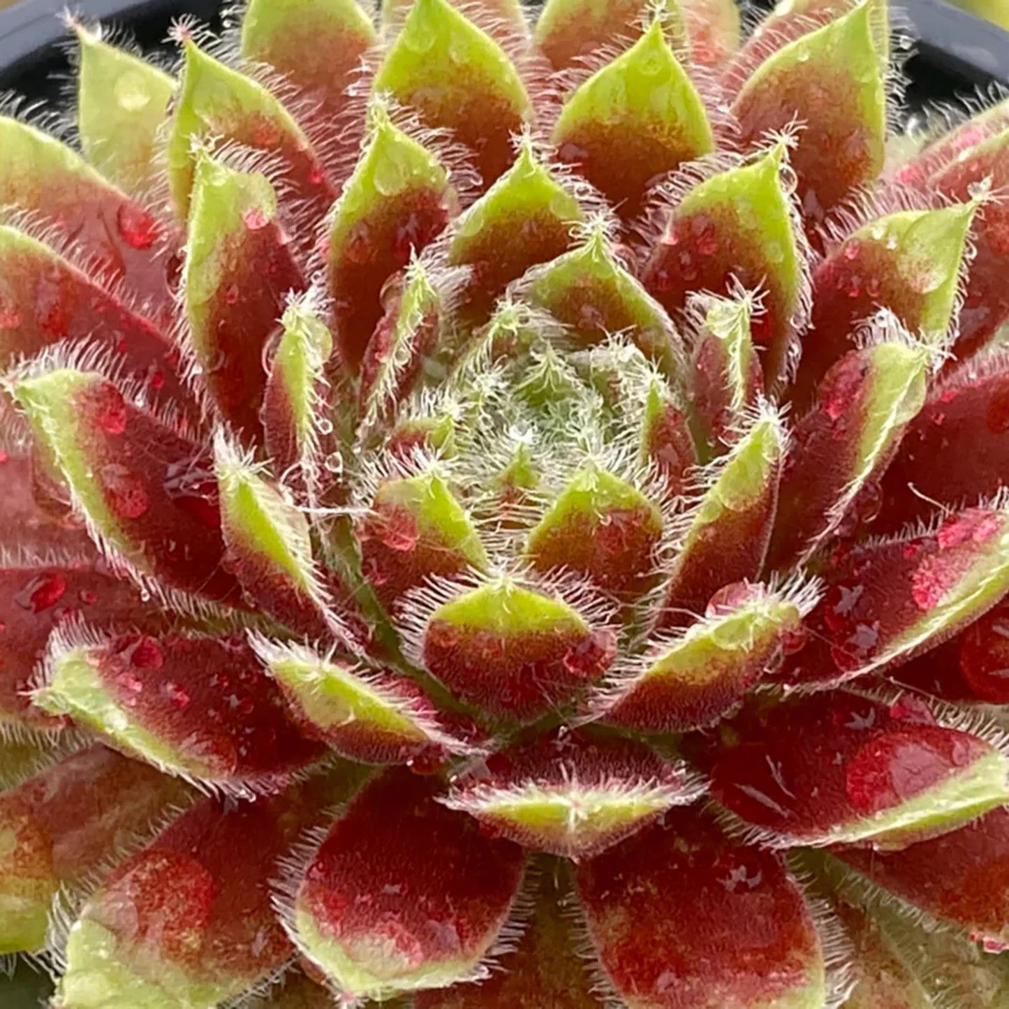 Hens and Chicks - Sempervivum Gold Dust 1 qt