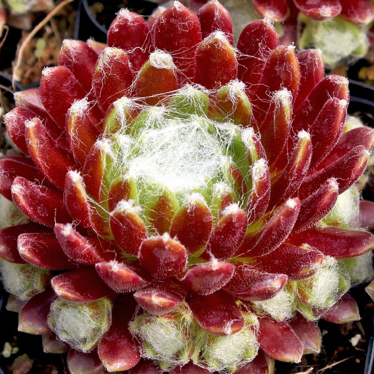 Hens and Chicks - Sempervivum &#39;Mona Lisa&#39; 1 qt