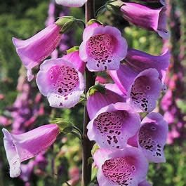 Foxglove &#39;Digitalis Pink Panther&#39; 1 gal