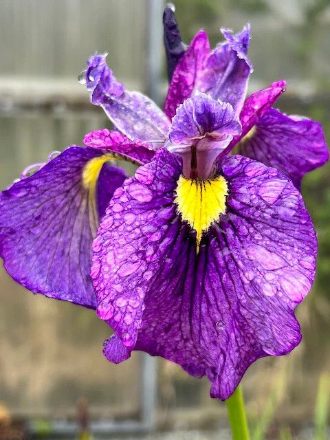 Iris pseudata &#39;Shiryukyo&#39; 1 gal