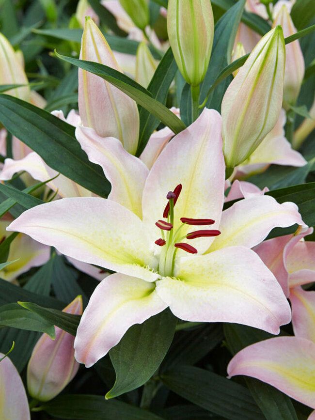 Lily Oriental &#39;Hocus Pocus&#39; 1 gal