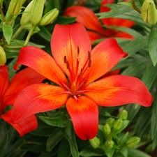 Asiatic Lily &#39;Matrix&#39;, Size: 1 gal