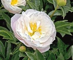 Peony &#39;Miss America&#39; 2 gal