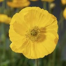 Poppy &#39;Spring Fever Yellow&#39; 1 qt