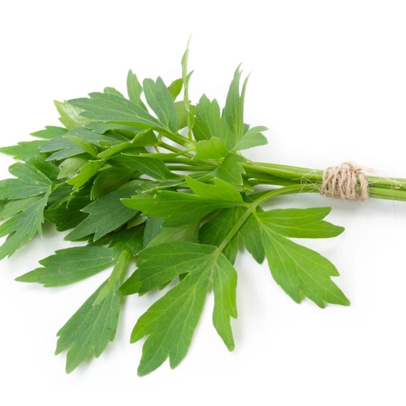 Lovage 4"
