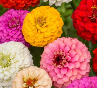 Zinnia Cut &amp; Come Again  Mix 2 cell pack