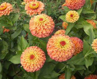 Zinnia - 2 cell pack Elegan Lime Orange