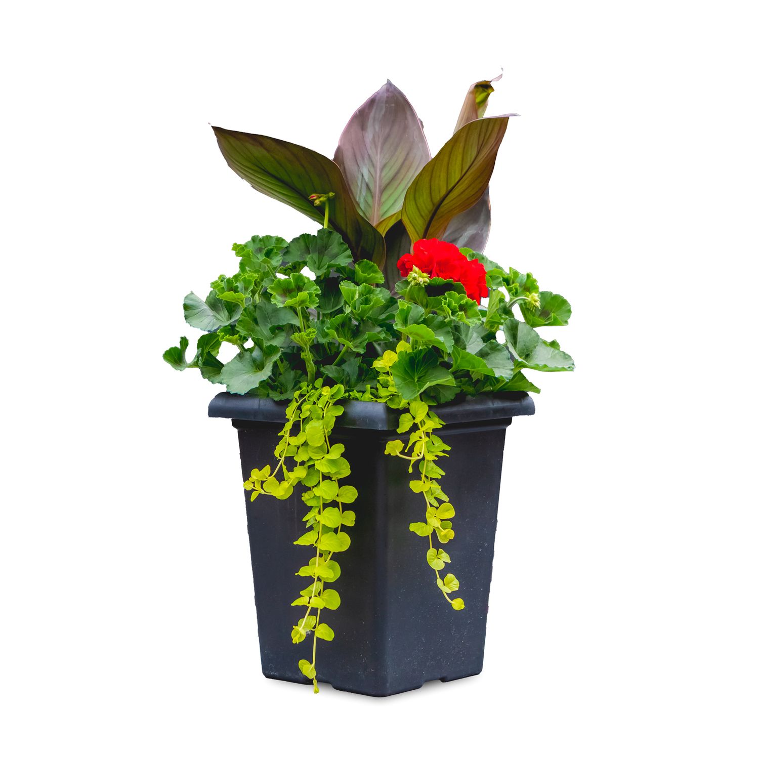 10&quot; Tall Square Geranium Mixed Planter