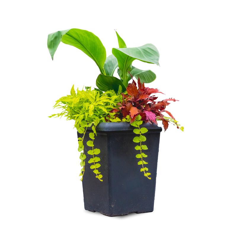 10&quot; Tall Square Coleus Mixed Planter
