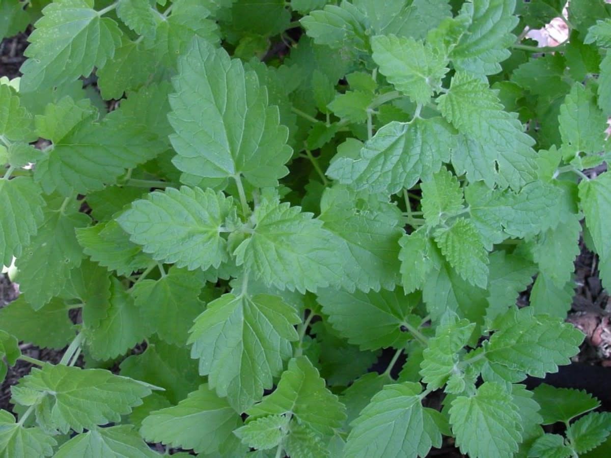 Catnip ORGANIC 4&quot;