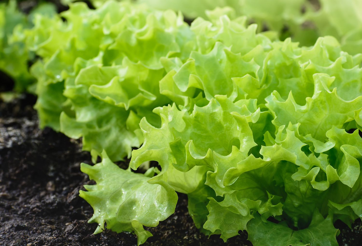 Green Lettuce ORGANIC 4.5"