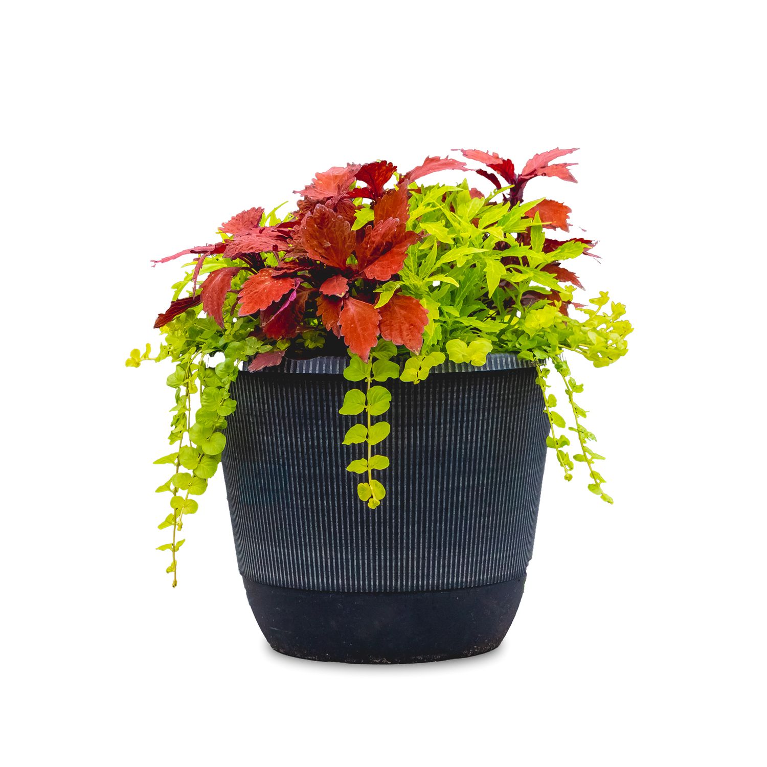 13&quot; Coleus Mix Planter
