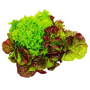 Lettuce Tri-Colour ORGANIC 4.5"