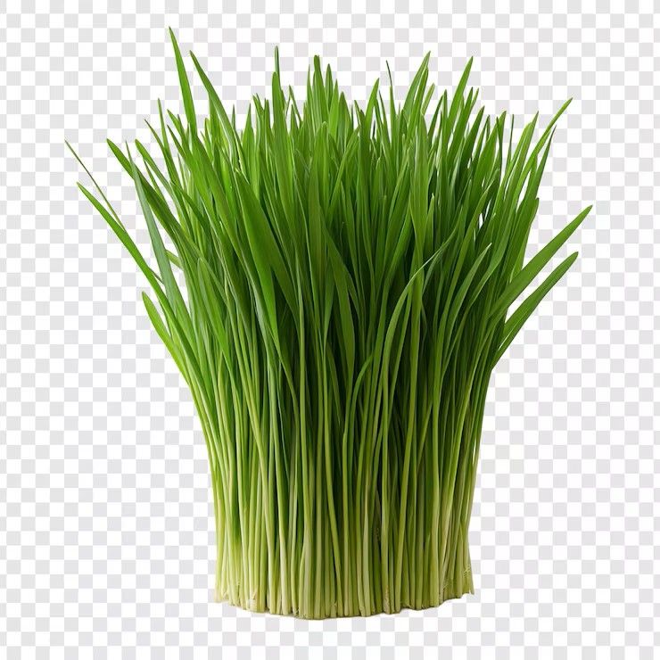 Wheat Grass ORGANIC 4"