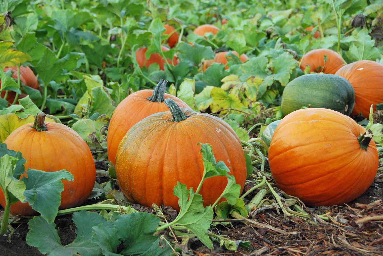 Pumpkin 4"