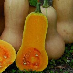 Squash 'Waltham Butternut' 4"