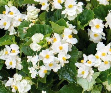 Begonia - Tuberous 4&quot; Dragon Wing White
