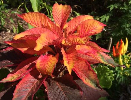 Amaranth &#39;Carnival&#39; - 4&quot;