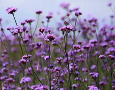 Verbena Bon. &#39;Vanity&#39; 4&quot;