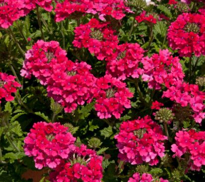 Verbena EndSc. &#39;Hot Pink&#39; 4&quot;