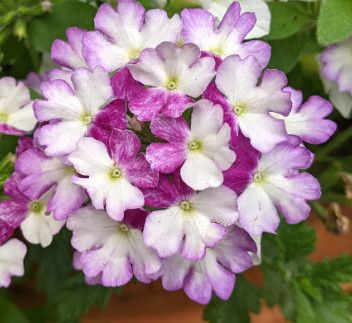 Verbena EndSc. &#39;Purple Fizz&#39; 4&quot;