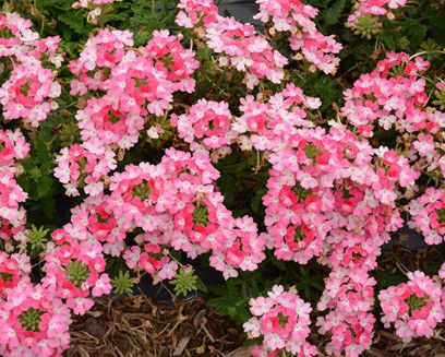 Verbena EndSc. &#39;Pink Fizz&#39; 4&quot;
