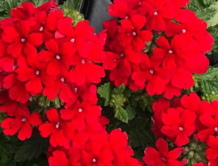 Verbena  EndSc. &#39;Red&#39; 4&quot;