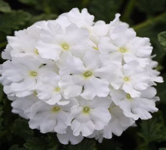 Verbena  EndSc. &#39;White&#39; 4&quot;