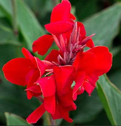Canna Cannova Scarlet 1 gal