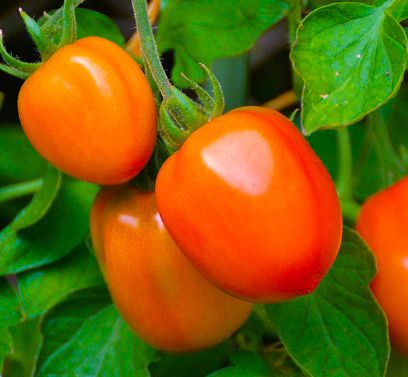 Tomato &#39;Roma III 4.5&quot;