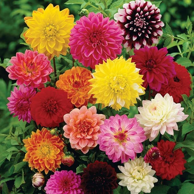 Dahlia Assorted - 4 cell pack