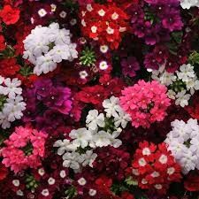 Verbena Assorted - 4 cell pack
