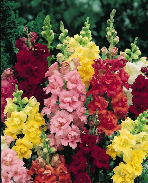 Snapdragon Assorted - 4 cell pack