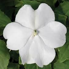 Impatiens &#39;Premium White&#39; 4&quot;