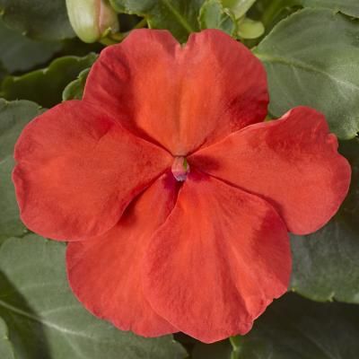 Impatiens &#39;Premium Salmon&#39; 4&quot;
