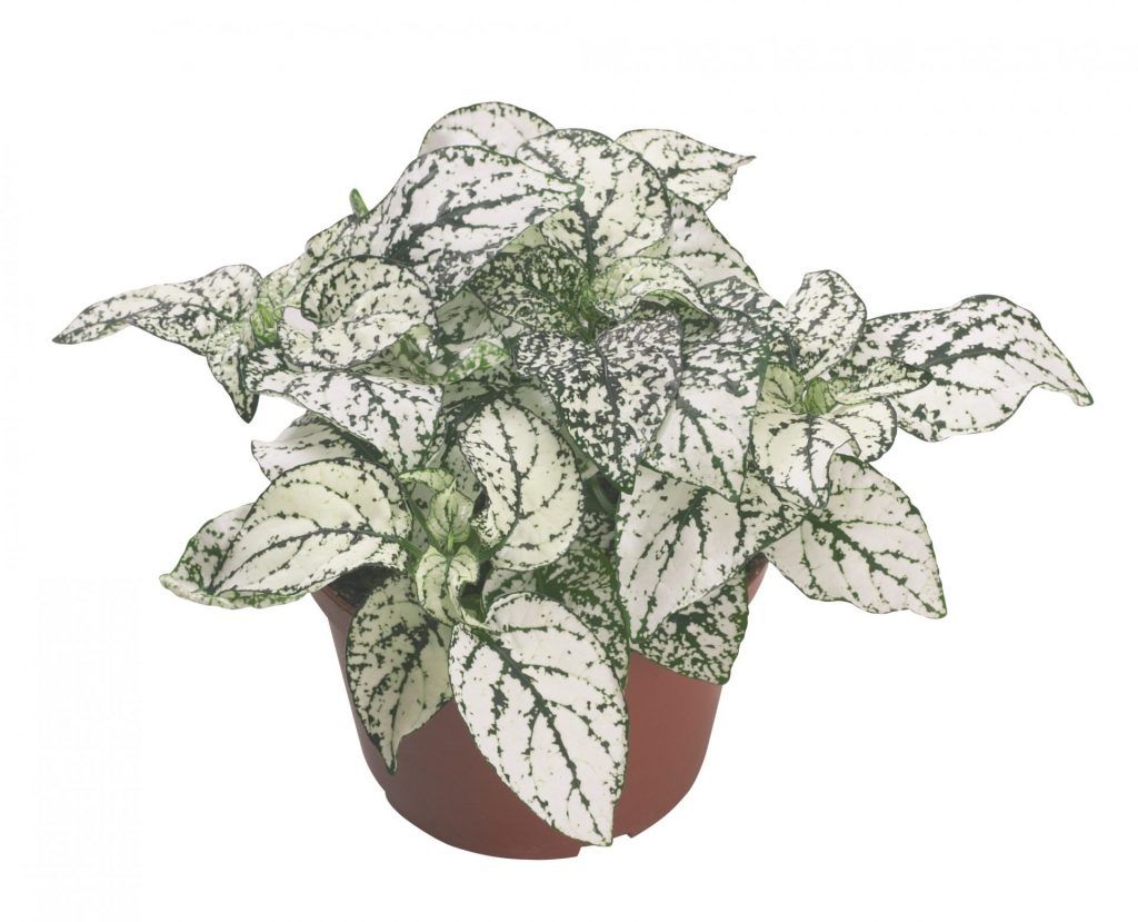 Hypoestes &#39;Confetti White&#39; 4&quot;