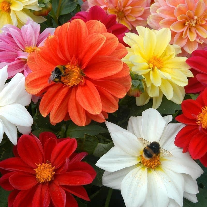 Dahlia Figaro Mix 6&quot;