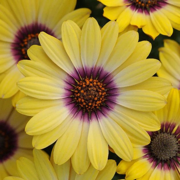 Osteospermum &#39;Blue Eyed Beauty&#39; 6&quot;