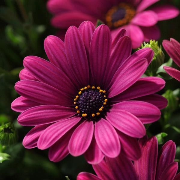 Osteospermum &#39;Serenity Dark Purple&#39; 6&quot;