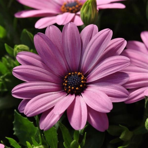 Osteospermum &#39;Serenity Pink&#39; 6&quot;